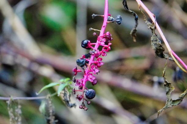 一棵树的树枝，照片作为背景，秋天的色彩在意大利北部图片下载
