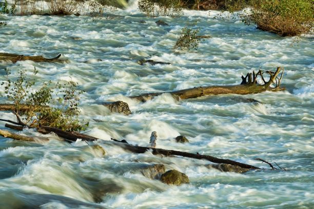 鱼在水中，照片为背景，秋天的色彩在意大利北部图片下载