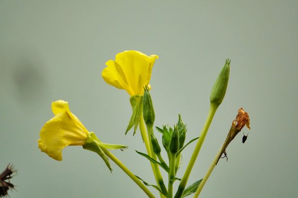 黄色的花孤立在白色的背景上，照片作为背景，秋天的色彩在意大利北部图片下载