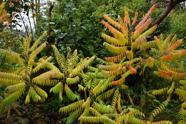 秋叶颜色——十月。图片下载