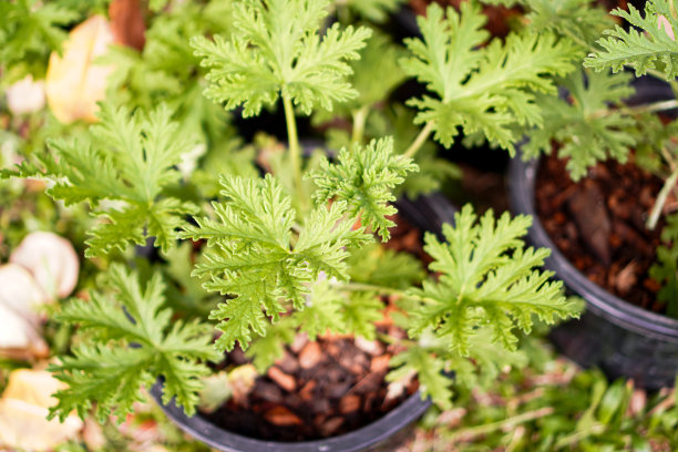 蚊子终结者的图片，它生长在一个花盆里，可以种在房子周围，有香味可以驱蚊。图片下载