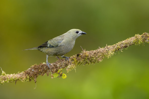 棕榈塔纳鸟，雀形鸟热带鸟类栖息在树枝上的特写-库存照片图片下载