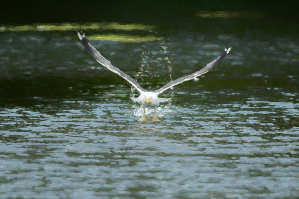 一只银鸥从湖中起飞的数字插图。图片下载