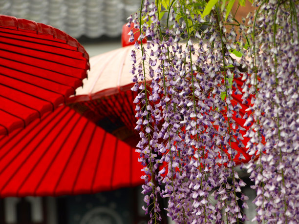 春天的京都市景。图片下载