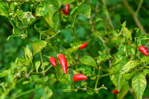 近距离照片的红辣椒，仍然在树上准备收获，非常辣，用于各种菜肴。概念用于农业，香料，城市农业，家庭园艺，工业。图片下载