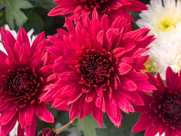 红色的菊花盛开的俯视图图片下载