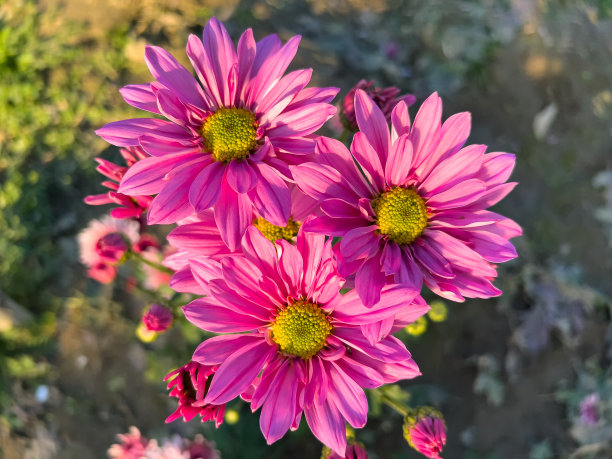 粉红色菊花切花杂交品种的俯视图图片下载