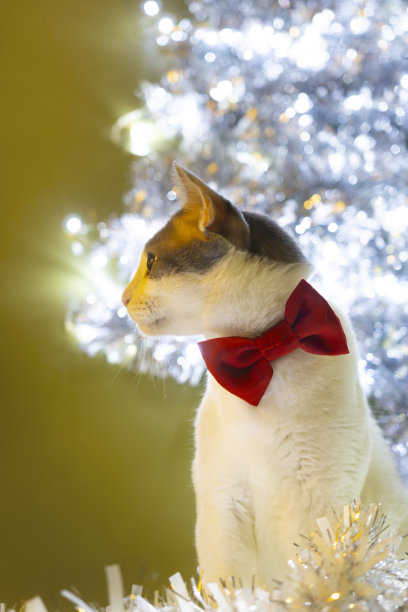 用一只系着红蝴蝶结的白猫来庆祝圣诞节。家装，送礼，祈福，温馨家内。图片下载