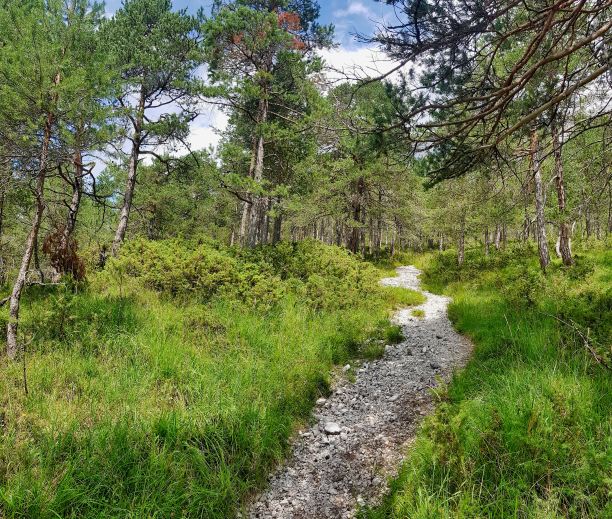 森林中的小路，照片为背景，照片为背景，在帕索比奥山脉，dolomiti，阿尔卑斯山，thiene schio维琴察，意大利北部图片下载