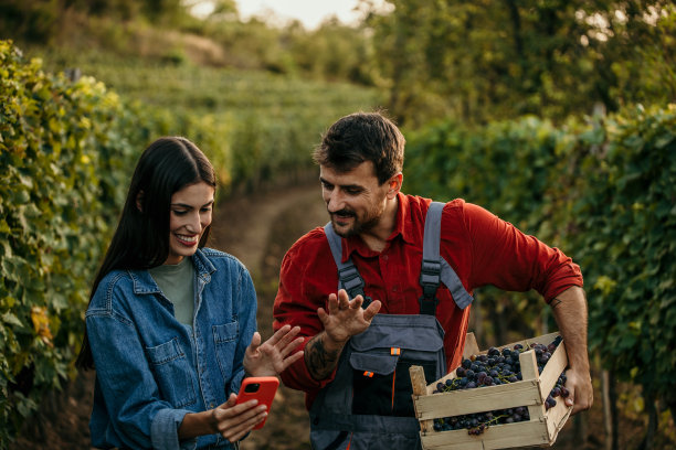 一对多元化的夫妇在智能手机的引导下，在一个令人惊叹的葡萄园里采摘葡萄，充分利用现代工具。图片下载