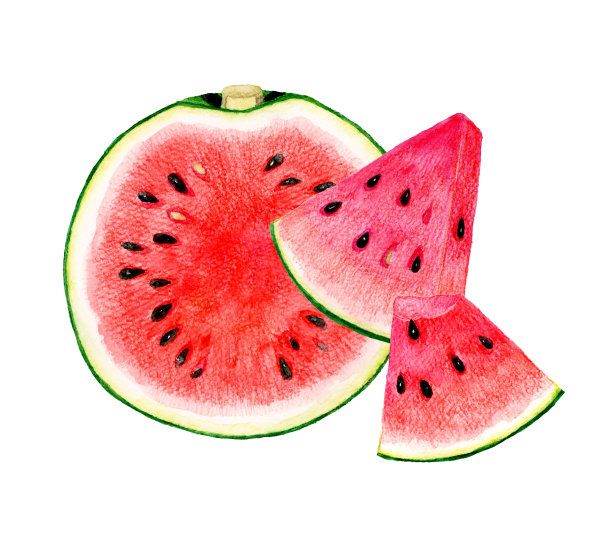 切西瓜。水彩水果插图。图片下载