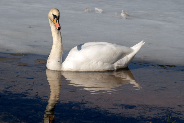 野生动物的照片，一只雄伟的天鹅优雅地滑过冰冻的湖面。冰映着鸟的美，在大自然的心中营造出一种宁静而迷人的景象。图片下载
