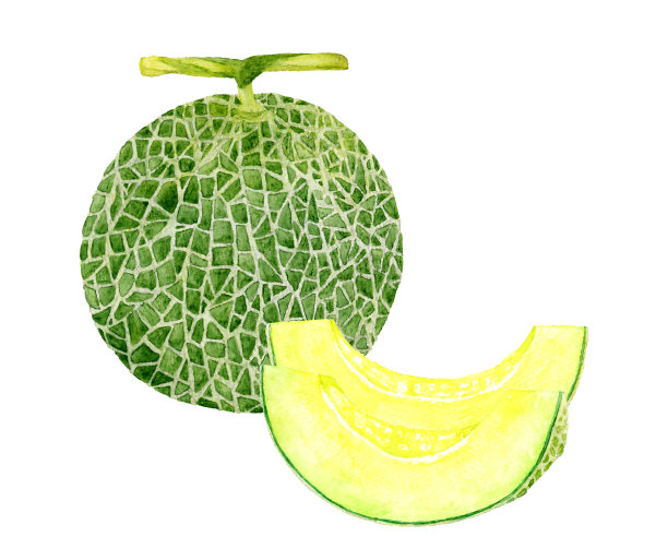切青瓜。手绘水彩水果插图。图片下载