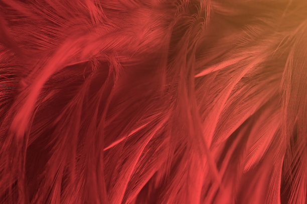 美丽的暗红色羽毛图案纹理背景图片下载