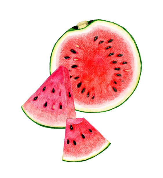 切西瓜。水彩水果插图。图片下载