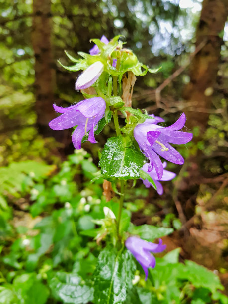 蓝色的花在花园里，照片作为背景，在帕苏比奥山脉，多洛米蒂，阿尔卑斯山脉，thiene schio维琴察，意大利北部图片下载