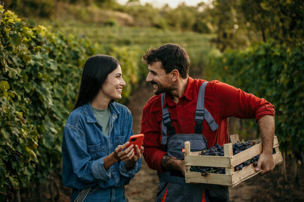 一对多元化的夫妇在智能手机的引导下，在一个令人惊叹的葡萄园里采摘葡萄，充分利用现代工具。图片下载