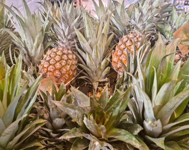 成堆的菠萝图片下载