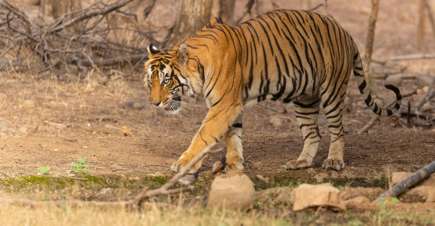 森林里的老虎图片下载
