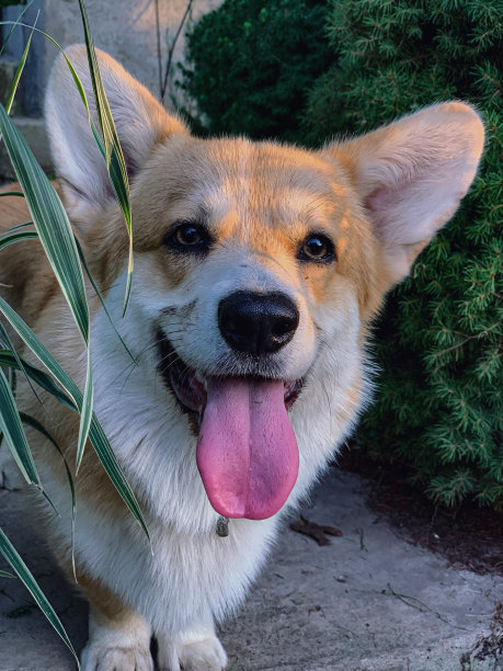 可爱的小狗图片下载