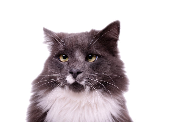 一只可爱的猫的肖像，烟熏色的皮毛和白色的乳房。小灰猫在看镜头。家猫照片。图片下载