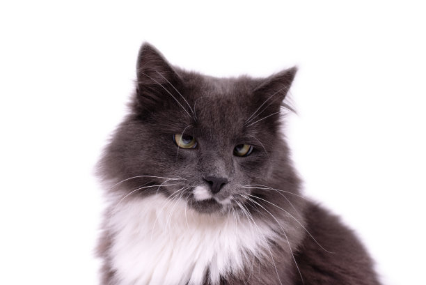 一只可爱的猫的肖像，烟熏色的皮毛和白色的乳房。小灰猫在看镜头。家猫照片。图片下载