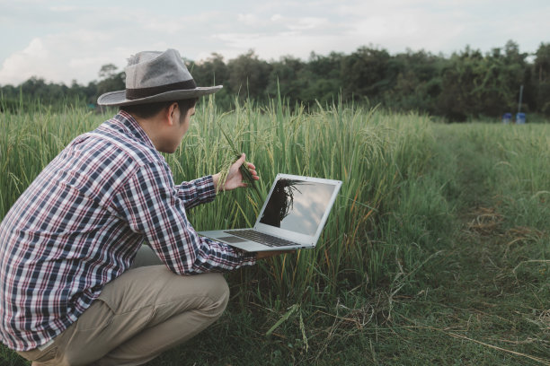 一个农民的手在稻田里握着一把稻穗，特写自然照片，丰收的想法，年轻的农民站在绿色的麦田里检查庄稼。图片下载