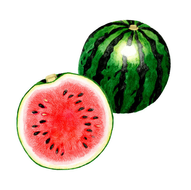 西瓜切成两半。水彩水果插图。图片下载