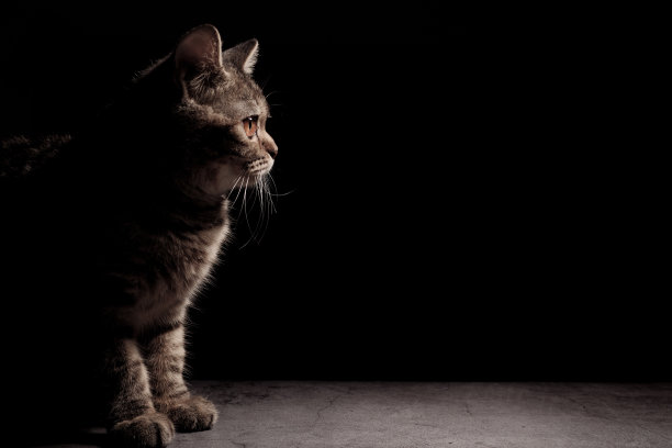 一只美丽的灰色条纹苏格兰猫，黄色的眼睛坐在黑暗的背景上。猫头特写图片兽医诊所网站关于猫的关注一个特定的点。副本的空间。图片下载