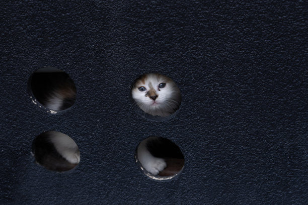 可爱的街头猫宝宝(tatlylyavru Sokak Kedileri)照片，Üsküdar伊斯坦布尔，土耳其(土耳其)图片下载