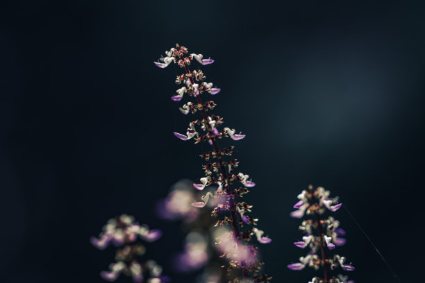 彩色田野的彩色花的荨麻在特写。库存图片图片下载