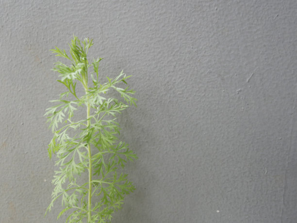 照片的小松树植物，迷你松树在灰色的墙壁背景图片下载