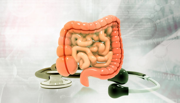 大肠和小肠图片下载