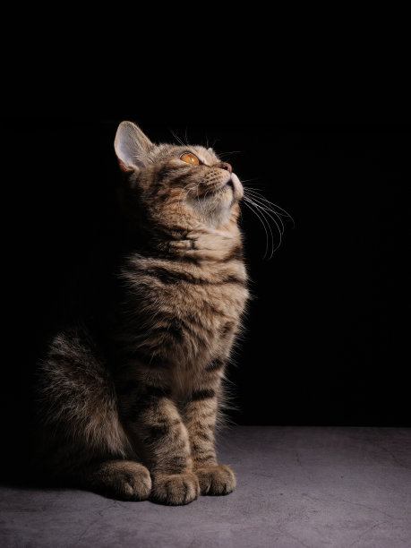 一只美丽的灰色条纹苏格兰猫，黄色的眼睛坐在黑暗的背景上。猫头特写图片兽医诊所网站关于猫的关注一个特定的点。副本的空间。图片下载