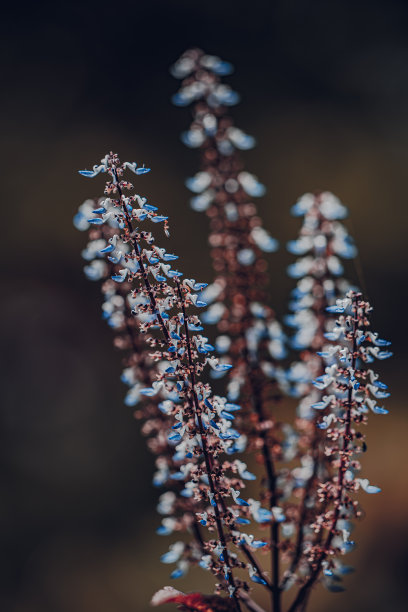 彩色田野的彩色花的荨麻在特写。库存图片图片下载