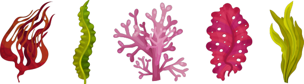 海藻和海藻植物曲线设置图片下载
