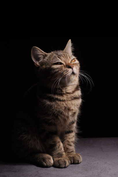 一只美丽的灰色条纹苏格兰猫，黄色的眼睛坐在黑暗的背景上。猫头特写图片兽医诊所网站关于猫的关注一个特定的点。副本的空间。图片下载