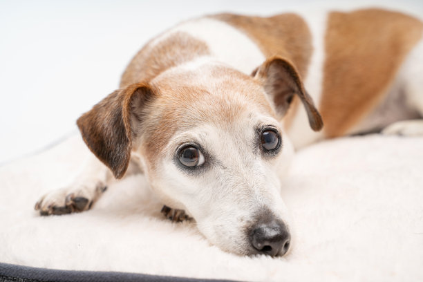 狗躺着。在宠物毛茸茸的床上休息。图片下载