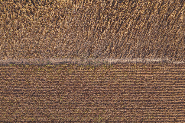 无人机拍摄的成熟大豆和油菜地航拍照片图片下载