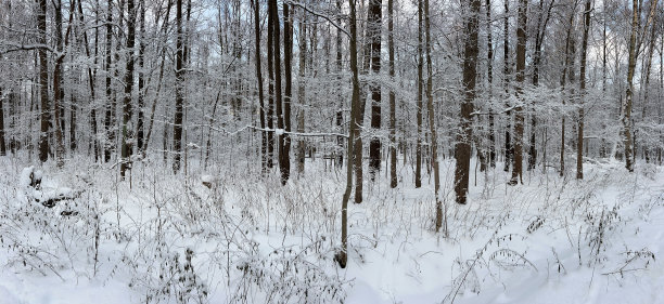 冬天的公园全景照片，树枝上覆盖着白雪图片下载