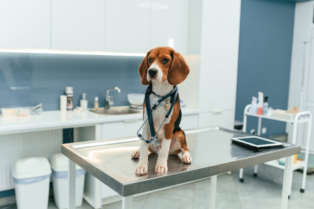 漂亮的狗坐在兽医诊所的桌子上图片下载