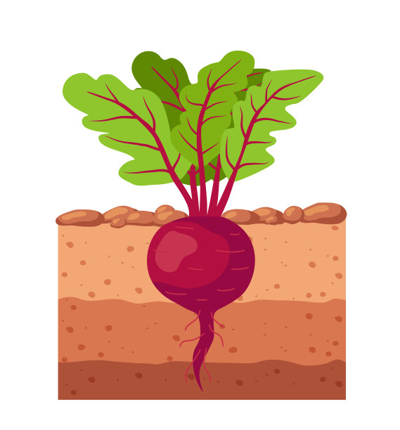花园里的甜菜。甜菜根长在地里。矢量插图。图片下载