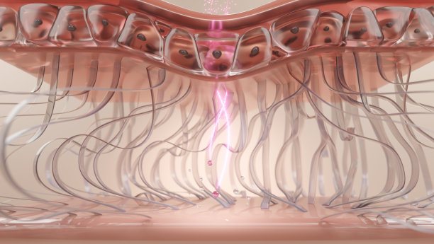 胶原蛋白与皮肤弹性图片下载