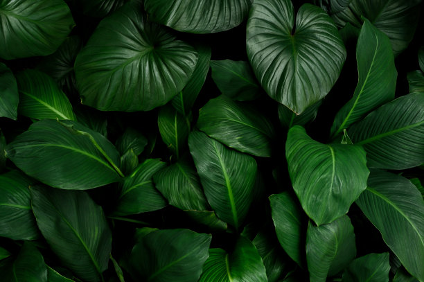 大自然的树叶，绿色的热带森林，背景插画概念图片下载