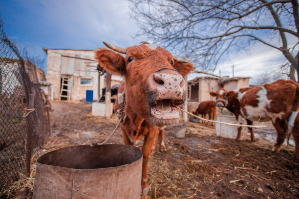 坏牛看起来像长着草的牛仔图片下载