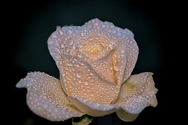 彩色的玫瑰，在一张特写照片中图片下载