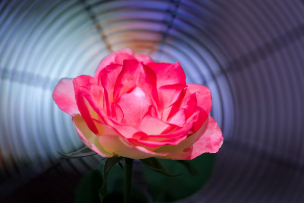 彩色的玫瑰，在一张特写照片中图片下载