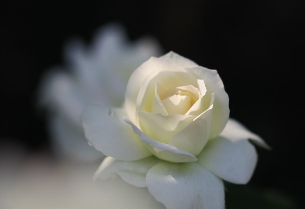 彩色的玫瑰，在一张特写照片中图片下载