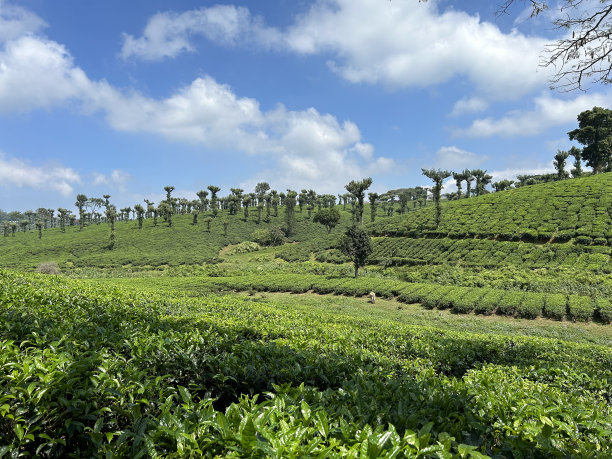日出时的茶园。山景秀丽，有茶园，蓝天白云图片下载