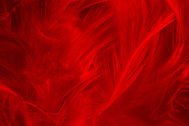 美丽的深红色羽毛图案纹理背景图片下载